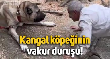 Kangal cinsi köpek, kışkırtma karşısında vakur bir duruş sergiledi