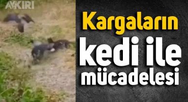 Kargaların kedi ile mücadelesi kameraya böyle yansıdı