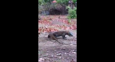 Keçi yavrusu, komodo ejderi ile böyle dalga geçti