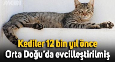 Kediler, 12 bin yıl önce Orta Doğu’da evcilleştirilmiş