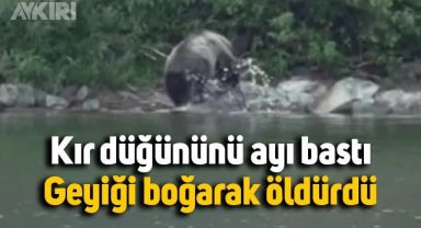 Kır düğününü ayı bastı, ormandaki geyiği boğdu