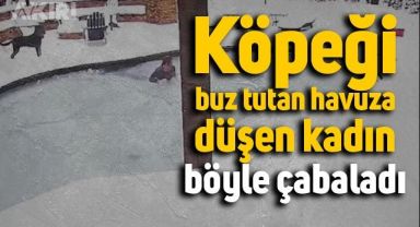 Köpek buz tutmuş havuza düştü, sahibi böyle kurtardı