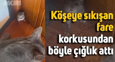Köşeye sıkışan fare, korkusundan böyle çığlık attı