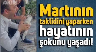Martıya dilini kaptıran restoran çalışanı