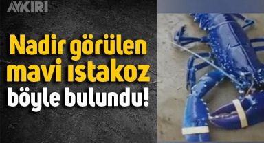 Nadir görülen mavi ıstakozun bulunma anı