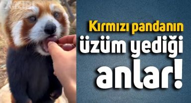 Nesli tehlikede olan kırmızı pandanın üzüm yediği anlar
