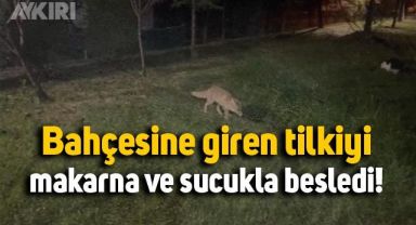 Profesör, bahçesine giren tilkinin karnını makarna ve sucukla doyurdu