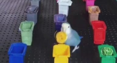 Renkleri bilen kuş, sosyal medyanın gündemine oturdu