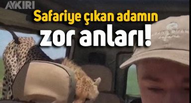 Safariye çıkan adamın çita ile başbaşa kaldığı anlar