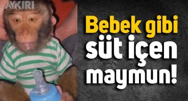 Sahiplendiği maymuna elbise giydirip süt içirdi