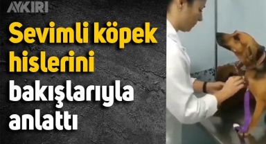 Sevimli köpek hislerini bakışlarıyla anlattı