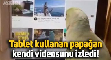 Tablet kullanan papağan, YouTube'tan kendi videolarını izledi