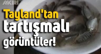 Tayland'da yenilen, canlı balık görüntüleri tartışma yarattı