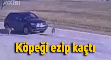 Tuzla'da sürücünün sokak köpeğine yaptıkları