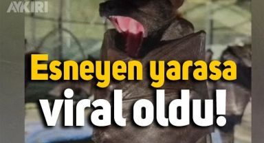 Uykusu gelen yarasanın esnediği anlar böyle görüntülendi