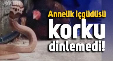 Yavrularını kobra yılanından koruyan tavuk