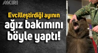 Evcilleştirdiği ayıya, ağız bakımı yapan adam