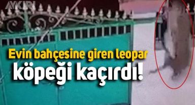 Leoparın evin köpeğini kaçırdığı anlar