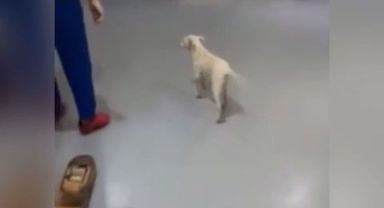 Hastane koridorlarında dolaşan sahipsiz köpekler tartışma konusu oldu