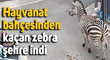Hayvanat bahçesinden kaçan zebra saatlerce sokaklarda dolaştı