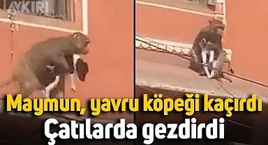 Maymun, yavru köpeği kaçırdı, çatılarda gezdirdi