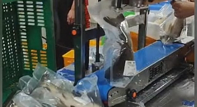 Çin'de balıkları canlı olarak paketleyip, satışa sundular
