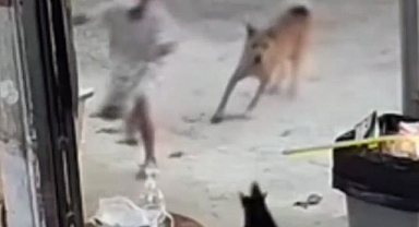 Küçük kızı kovalayan sokak köpeğine evin kedisi böyle müdahale etti