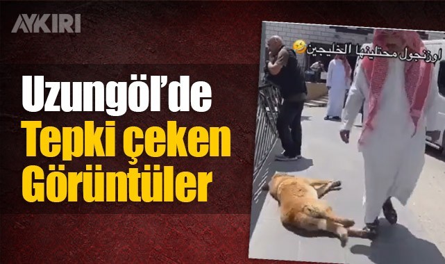 Uzungöl'e gelen turist yerde yatan köpeğin üzerine bilerek üzerine basıp, korkma numarası yaptı