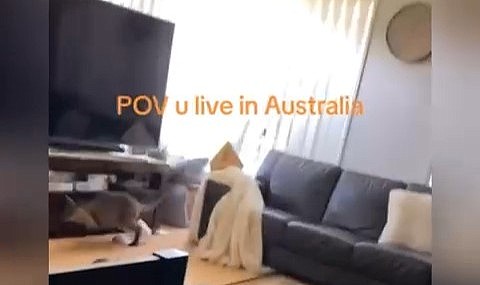 Avustralya'da eve giren bir kanguru, ortalığı savaş alanına çevirdi!