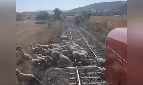 Tren ile burun buruna gelen koyun sürüsü canlarını son anda kurtardı: O anlar cep telefonuna saniye saniye yansıdı!