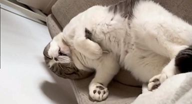 Sırtüstü yatıp horlayan kedi