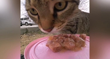Uzaktan kumandalı arabayla sokaktaki kedileri besledi
