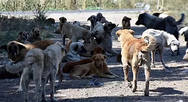 Almanya'yı sokak köpeklerinden kurtaran sistem!