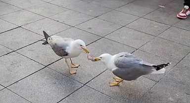 İstanbul'da martıların yemek kapma mücadelesi!
