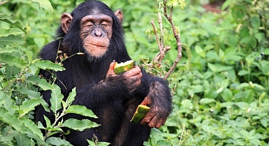 Şempanzeler iyileşmek için antibiyotik özelliği olan bitkilerden faydalanıyor