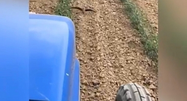 Tarladaki yuvasını korumak isteyen kuş traktörü durdurdu