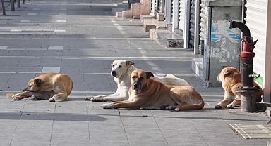 Yargı ve vergi paketleri ile sokak hayvanları konusu... Değişiklikler belli oldu