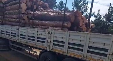 Sivas Yıldızeli'nde ağaç katliamı mı yaşanıyor?