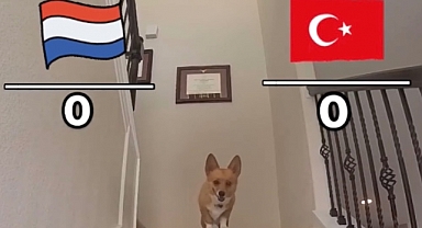 Avusturya-Türkiye maçını doğru tahmin eden köpek Furry'nin, Hollanda-Türkiye maçı tahmini!