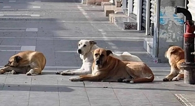 Başıboş sokak hayvanları yasası, komisyonda kabul edildi!