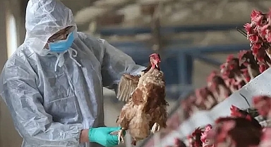 Kuş gribine yakalanan çocuk öldü