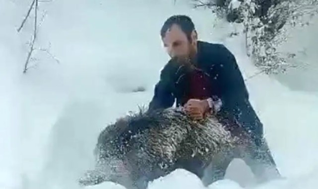 Eliyle domuz yakalayan vatandaşa şok: 15 bin lira ceza yedi