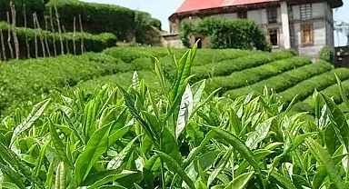 2026 yılı yaş çay alım fiyatı belli oldu