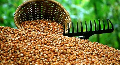 Ticaret Bakanlığı'ndan fındık piyasası denetimi!