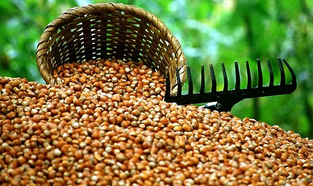 Ticaret Bakanlığı, fındık fiyatları soruşturması başlattı