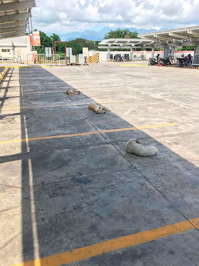 Sosyal mesafe kuralına uyarak insanlara ders veren canlılar 2