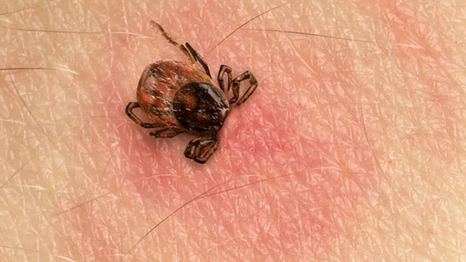 Uzmanlar Lyme için uyardı! Belirtileri nelerdir, ne yapılmalı? 1