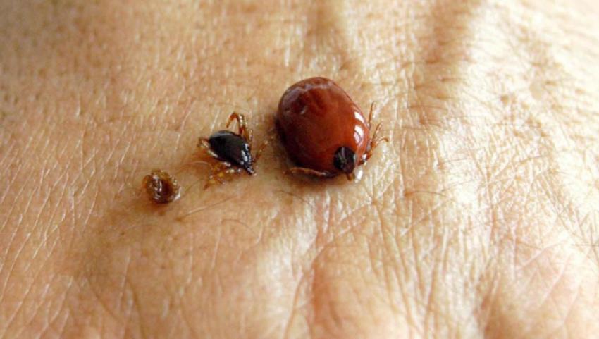 Uzmanlar Lyme için uyardı! Belirtileri nelerdir, ne yapılmalı? 4